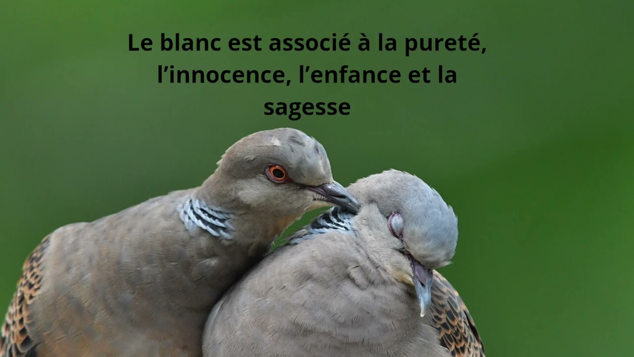 La signification spirituelle de la tourterelle.