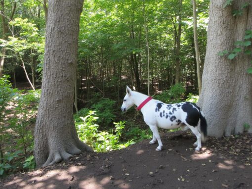 robe retro pour mariage